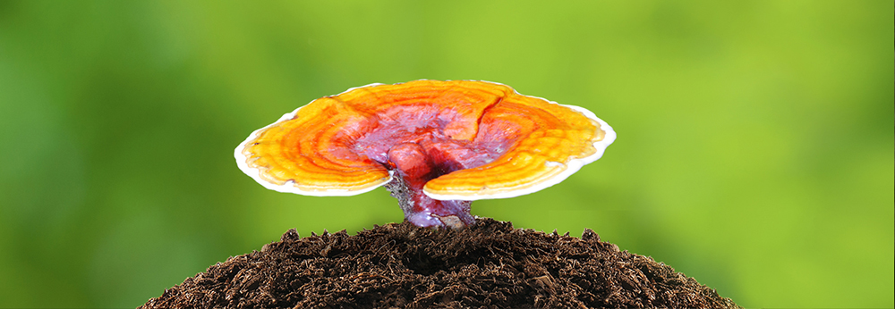 Ganoderma Nedir